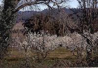 Jelich_orchard.jpg
