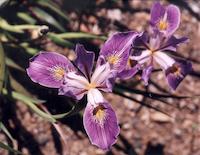 img_001_0029_119  I ris, mauve.jpg