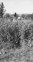 ORM-023p_TIF_MSTR.tif