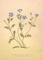 Nemophila menziesii.tif