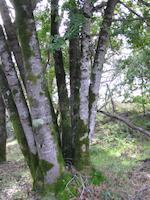 img_001_0040_13 Bay tree.JPG