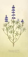 19 Lupinus_nanus Douglas Lupine.tif