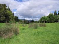 img_001_0078_162 Longspur meadow.jpg