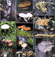 img_001_0259_79 Fungus humongous.jpg