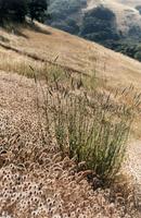 Grasses on ridge.jpg
