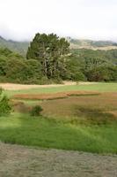 Frog Pond grasses.jpg