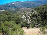 Windy Hill trail view to Blue Oaks.JPG