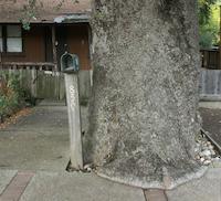 Elephant's foot tree PV.jpg