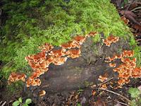 Moss plus fungus.JPG