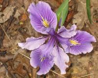 Wild iris PVR 7.jpg