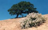 Oak, buckwheat.jpg