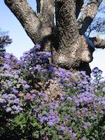 img_001_0201_171 Ceanothus on Pmponio.jpg