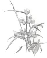 GAL-044d_TIF_MSTR.tif
