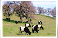 SUS-057p_TIF_MSTR.tif