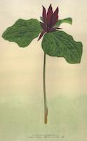 Trillium chloropelalum.tif