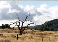 Dead oak.tif