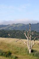 Windy Hill frm Dish3.jpg