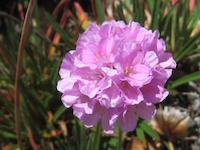 PVR flower in orchard.JPG