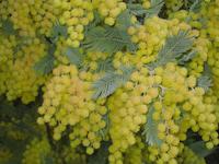 Acacia in bloom.JPG