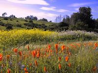 00 Portola Valley poppies and lupine.jpg