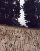 Windy Hill grasses.jpg