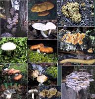 Fungi2.jpg