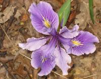 109 Wild iris PVR 7.jpg