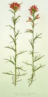 06 Castelleja affinis Common Indian Paintbrush.tif