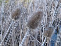 reeds dry.JPG