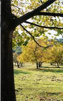 orchard thru tree2.tif
