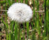 Dandelion seed cloud.JPG