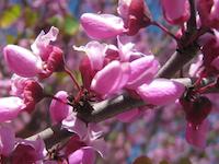 Red Bud.JPG