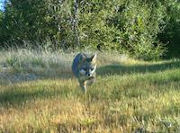 FLO-086d fox.jpg