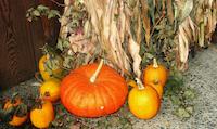 img_001_0211_151 Pumpkins at Ranch House.jpg