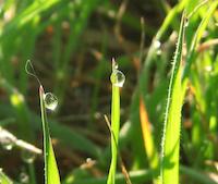 Morning dew on grass Veronica trail.JPG