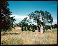 DEN-035c2p_TIF_MSTR.tif