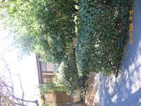 IMG_0419.JPG