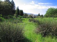 img_001_0034_124  Longspur Meadow.jpg