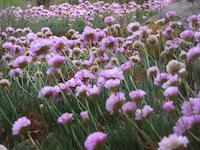 PVR flowers.jpg
