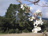 Meadow with Spring blossoms.jpg