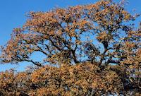 img_001_0205_142 Oaks in autumn.jpg