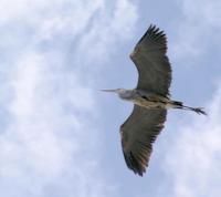 Blue heron in flight.jpg