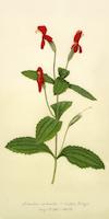 21 Scarlet Monkey Flower expand.tif