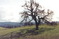 Dead oak 2.tif