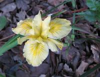 Wild iris yellow.JPG