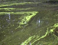 lake algae Sp trail.JPG