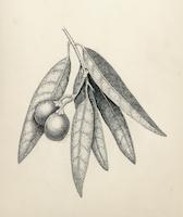HER-BW-003d_TIF_MSTR.tif