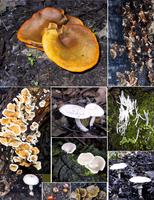 Fungi1.jpg