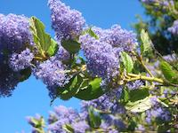 img_001_0203_35 Ceanothus PVR.jpg