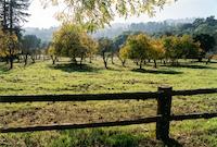 orchard w fence2.tif